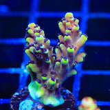 RRC Pink Cadillac Acropora Coral