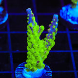 RR Rainbow Loom Acropora Coral