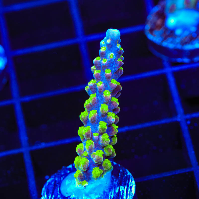 RR Rainbow Loom Acropora Coral
