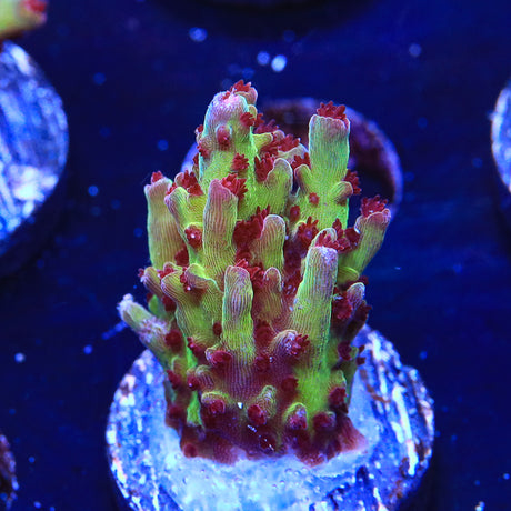 Vivid's Rainbow Delight Acropora Coral - Top Shelf Aquatics