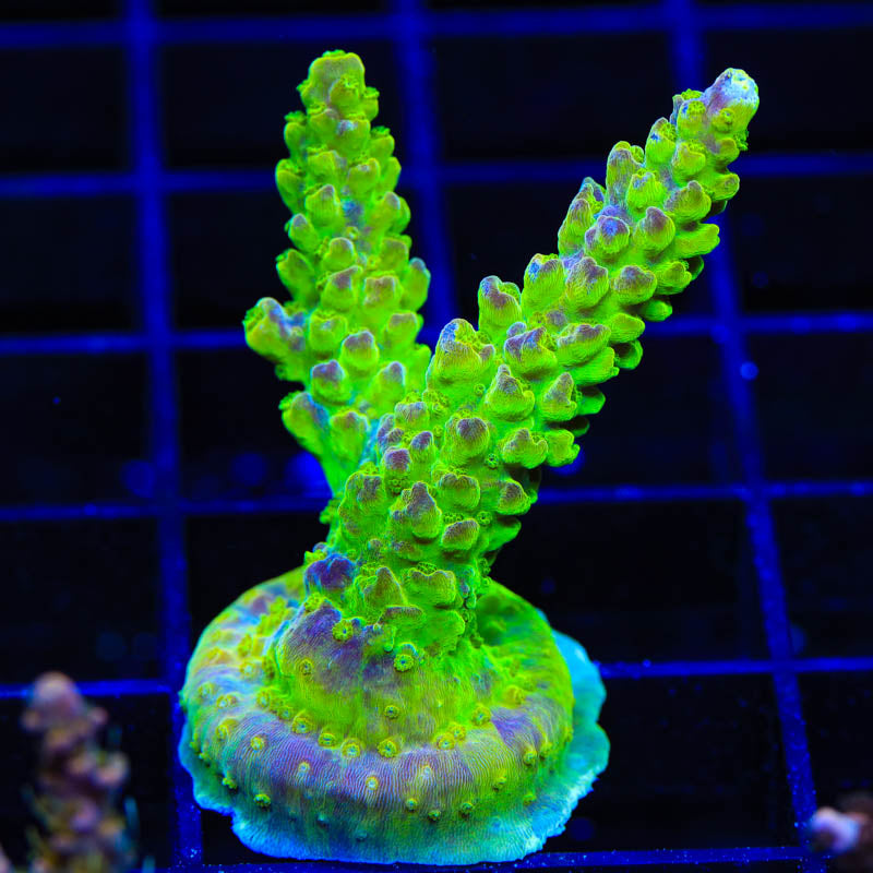 RR Rainbow Loom Acropora Coral