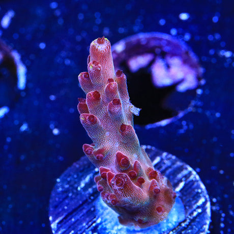 JF Fox Flame Acropora Coral - Top Shelf Aquatics