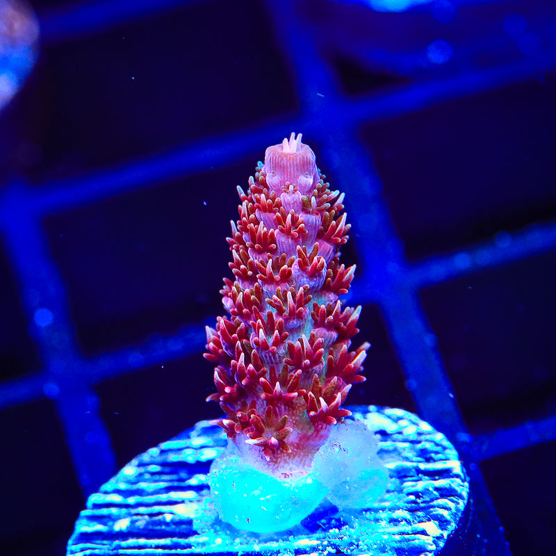 TSA Four Loko Acropora Coral