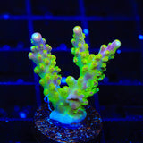 Paletta Pink Tip Acropora Coral