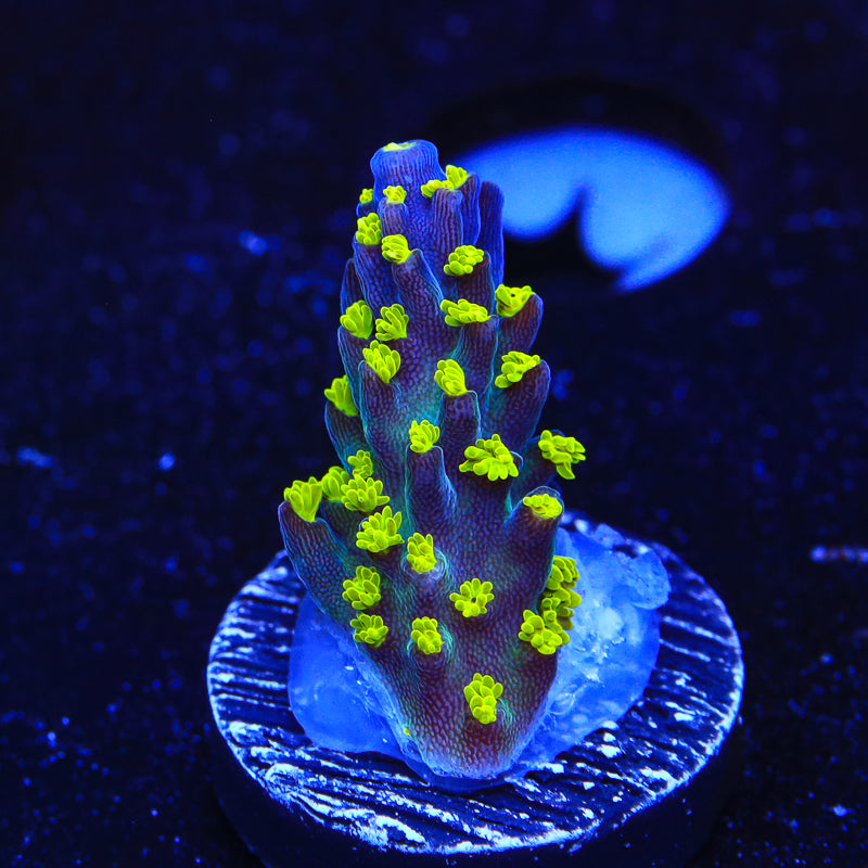 Garf Bonsai Acropora Coral