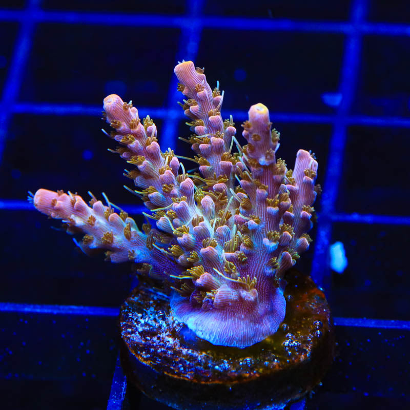 CC Voodoo Majick Acropora Coral