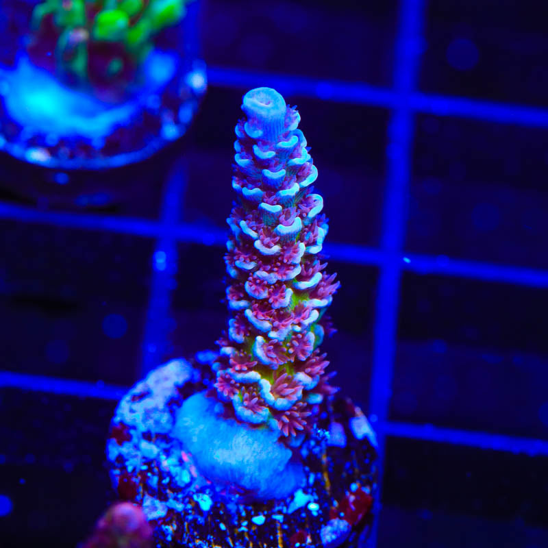 TSA Nebula Acropora Coral