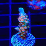 TSA Bubbleyum Acropora Coral