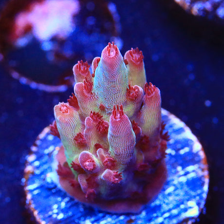 Vivid's Rainbow Delight Acropora Coral - Top Shelf Aquatics