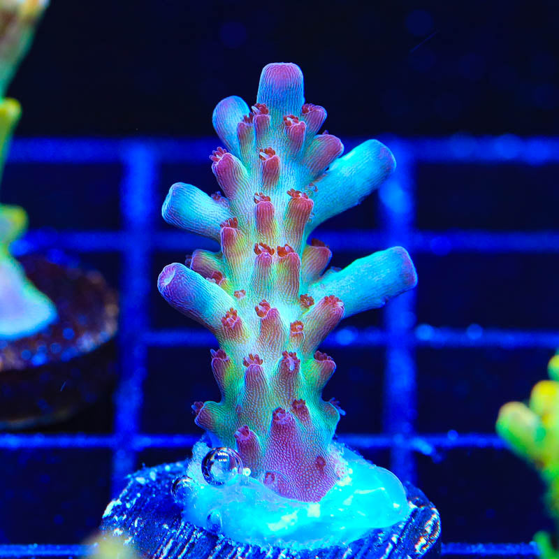 Vivids Rainbow Delight Acropora Coral