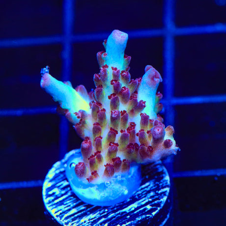 Vivids Rainbow Delight Acropora Coral