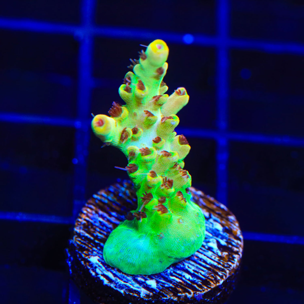 TSA Harvey Wallbanger Acropora Coral