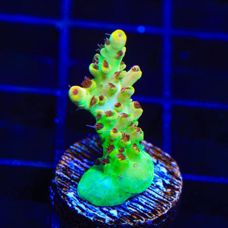 TSA Harvey Wallbanger Acropora Coral