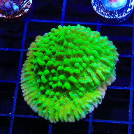 TSA Plutonium Palawanensis Montipora Coral