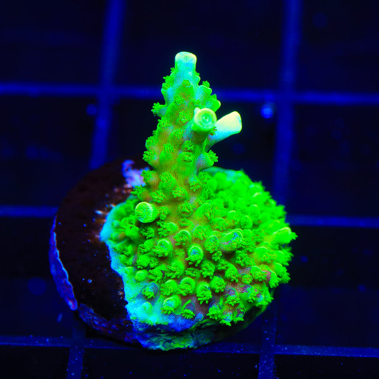 TSA Margaritaville Acropora Coral