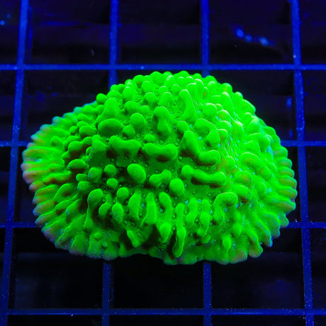 TSA Plutonium Palawanensis Montipora Coral