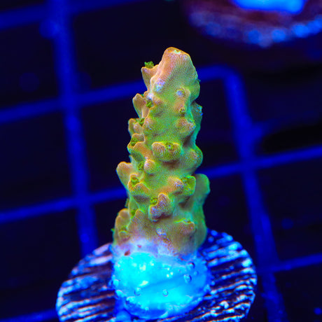 TGC Orange Creamsicle Acropora Coral