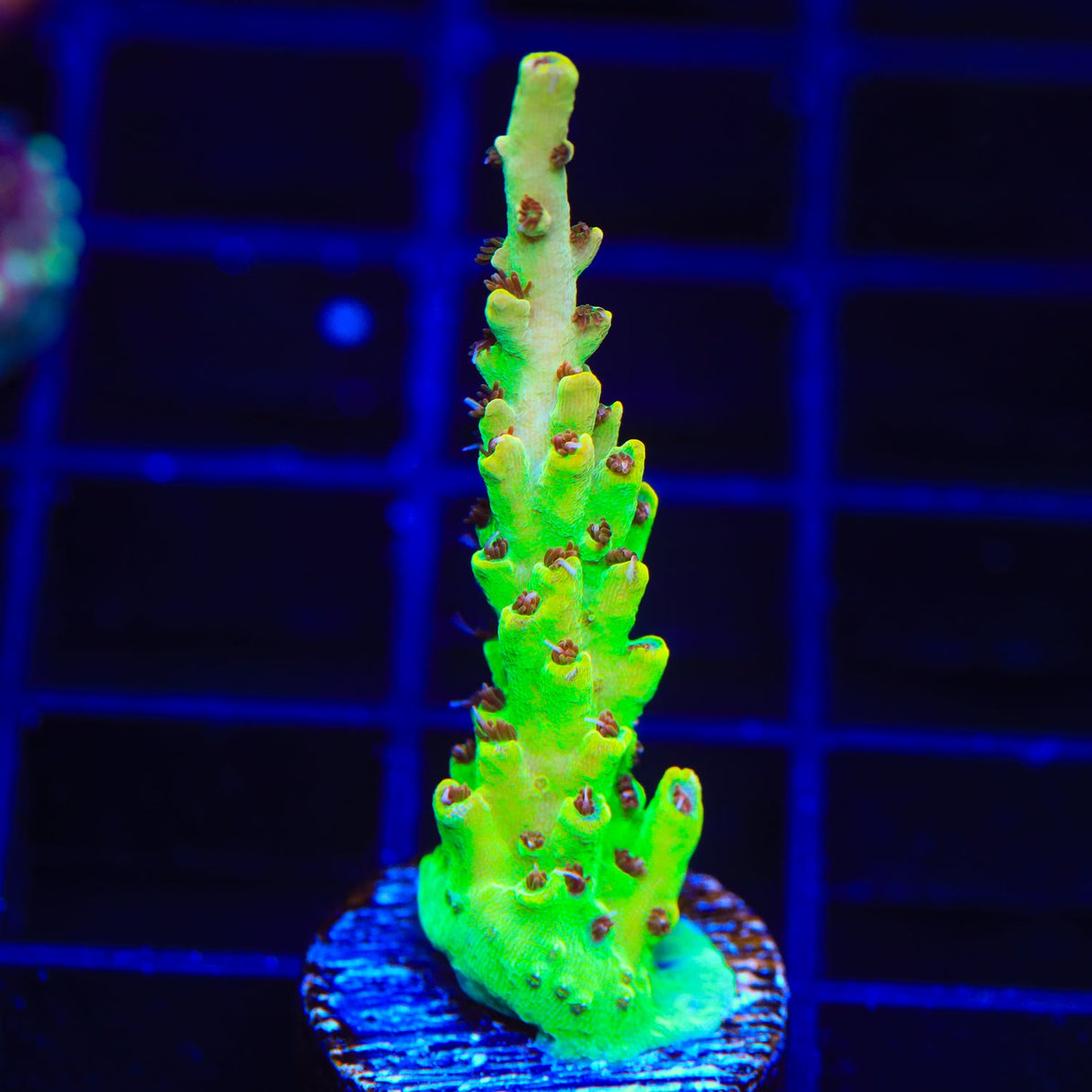 TSA Harvey Wallbanger Acropora Coral