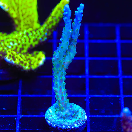 Tricolor Valida Acropora Coral