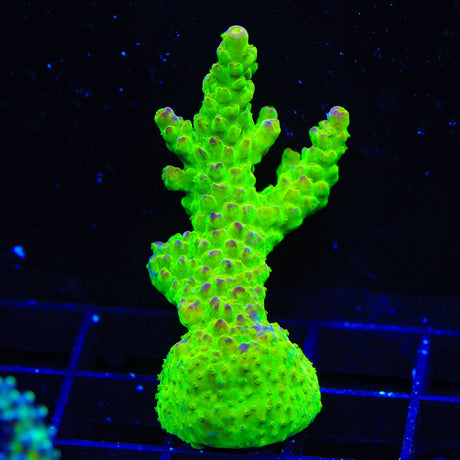 RR Rainbow Loom Acropora Coral