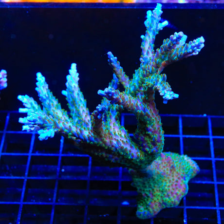 Tricolor Valida Acropora Coral