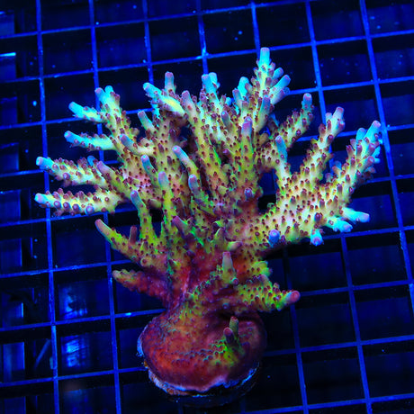 Vivids Rainbow Delight Acropora Coral