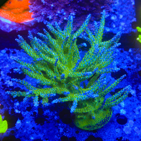 Tricolor Valida Acropora Coral Colony