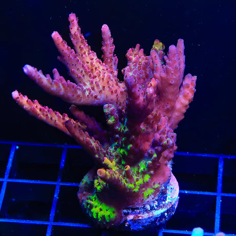 PC Rainbow Acropora Coral