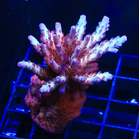 Vivids Rainbow Delight Acropora Coral