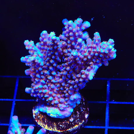 ARC Fireworks Acropora Coral