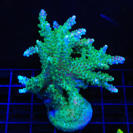 JF Shocktart Acropora Coral