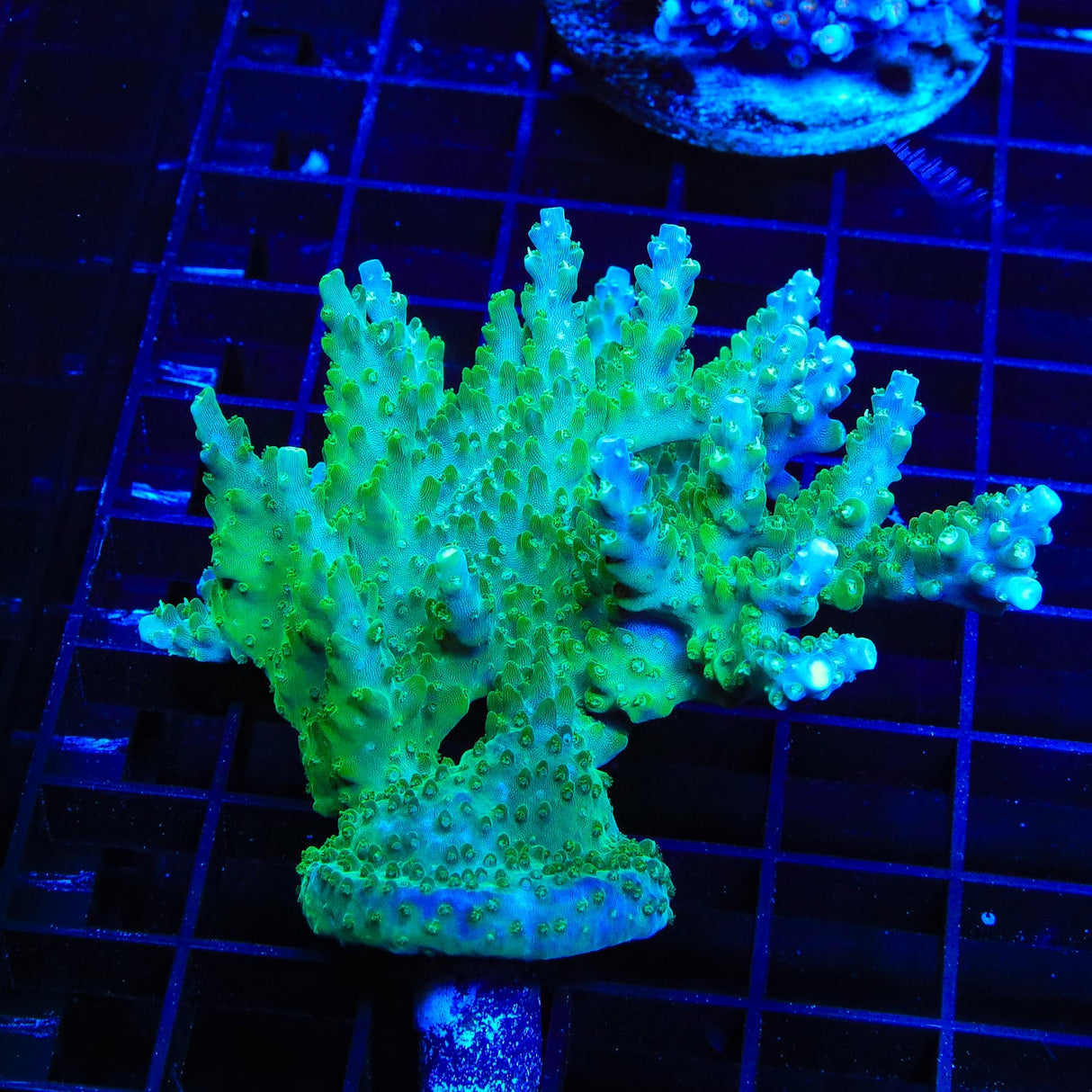 JF Shocktart Acropora Colony Coral