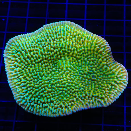 TSA Emerald City Montipora Coral