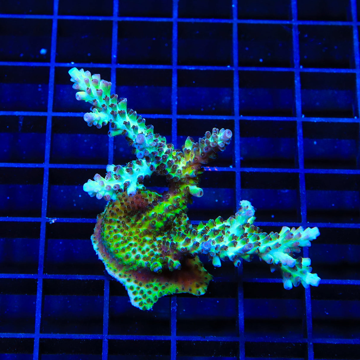 TSA Raspberry Limeade Acropora Coral