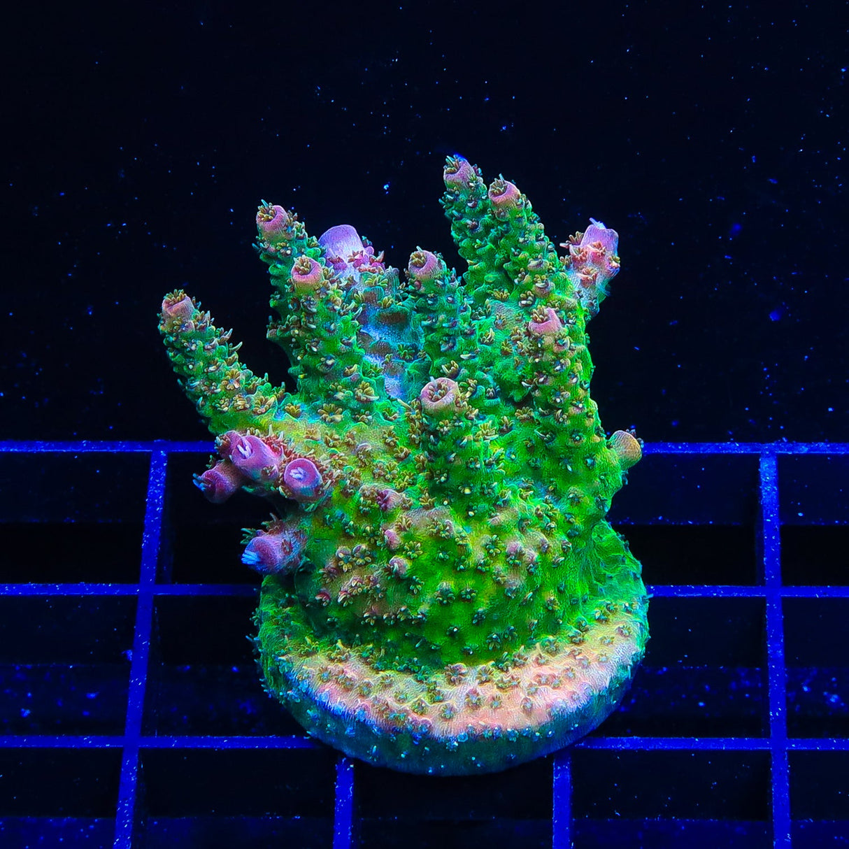 TSA Four Loko Acropora Coral