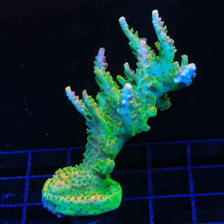 TSA Orangesicle Acropora Coral