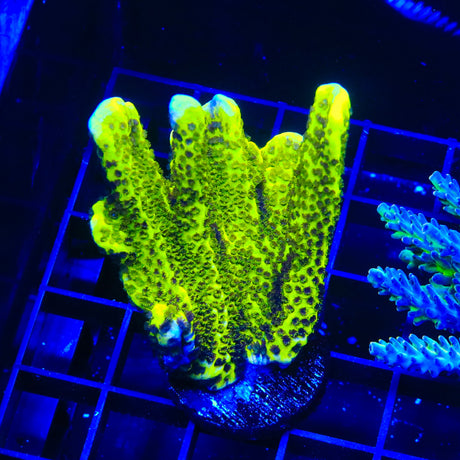 ORA Green Spongodes Montipora Colony Coral