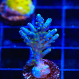 Tricolor Valida Acropora Coral