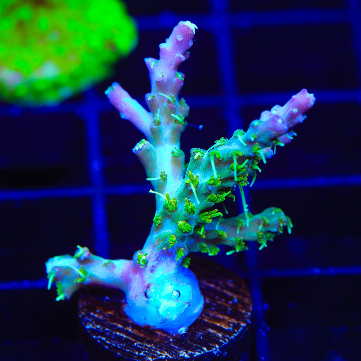 TSA The Fuzz Acropora Coral