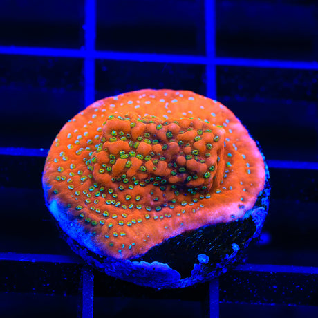 Aquamans Revenge Montipora Coral