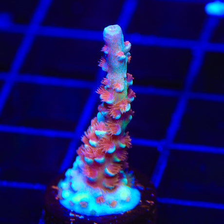 TSA Bubbleyum Acropora Coral