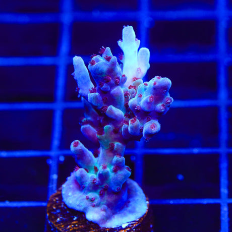 RRC Shazam Acropora Coral