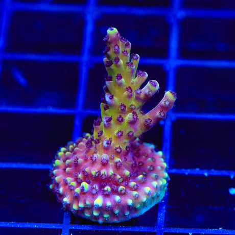 RRC Pink Cadillac Acropora Coral