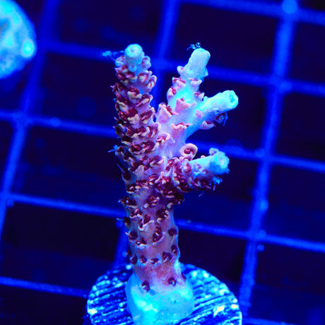 TSA Rainbow Sherbet Acropora Coral