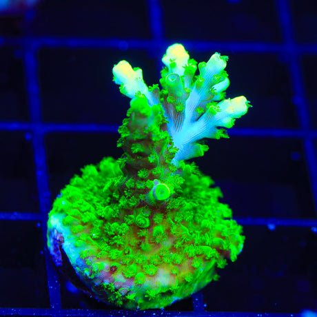 TSA Margaritaville Acropora Coral