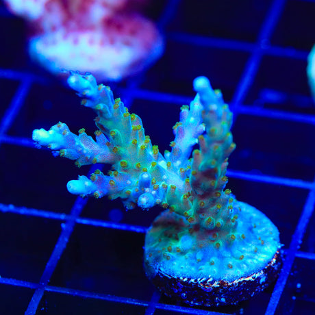 Tricolor Valida Acropora Coral