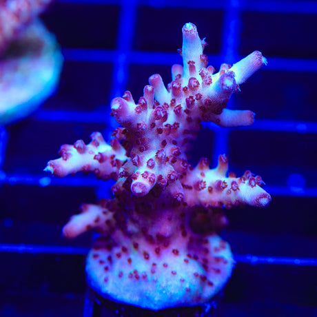 Vivids Rainbow Delight Acropora Coral