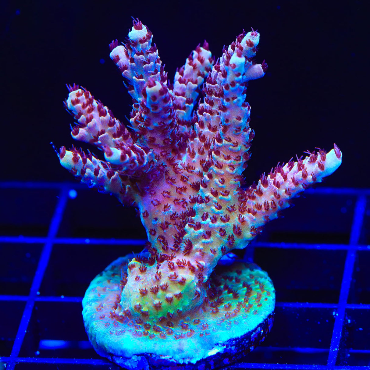 TSA Rainbow Sherbet Acropora Colony Coral