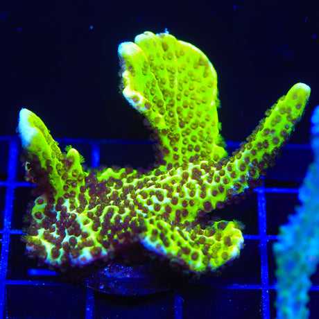 ORA Green Spongodes Montipora Coral