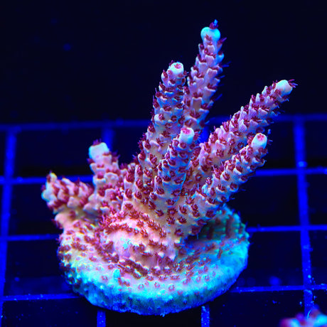 TSA Rainbow Sherbet Acropora Colony Coral